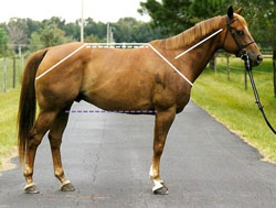 Photo showing horse with ideal balance. All solid white lines shown are roughly equal in length. The dashed white line shown (length of topline) is shorter than the dashed
purple line shown (length of underline).